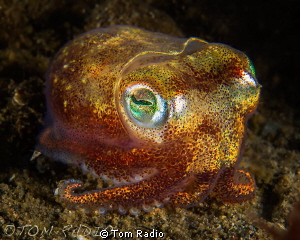 Stubby Squid
Seattle, WA, U.S.A. by Tom Radio 
